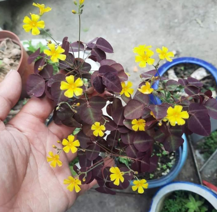 Live Burgundy Yellow Oxalis Plant (Oxalis triangularis), 2–5″ Tall, Ship No Pot