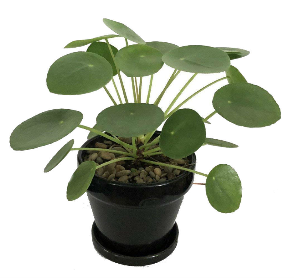 UFO Plant Chinese Money Pass Pilea Peperomioides 4″ Pot Best Gift Houseplant