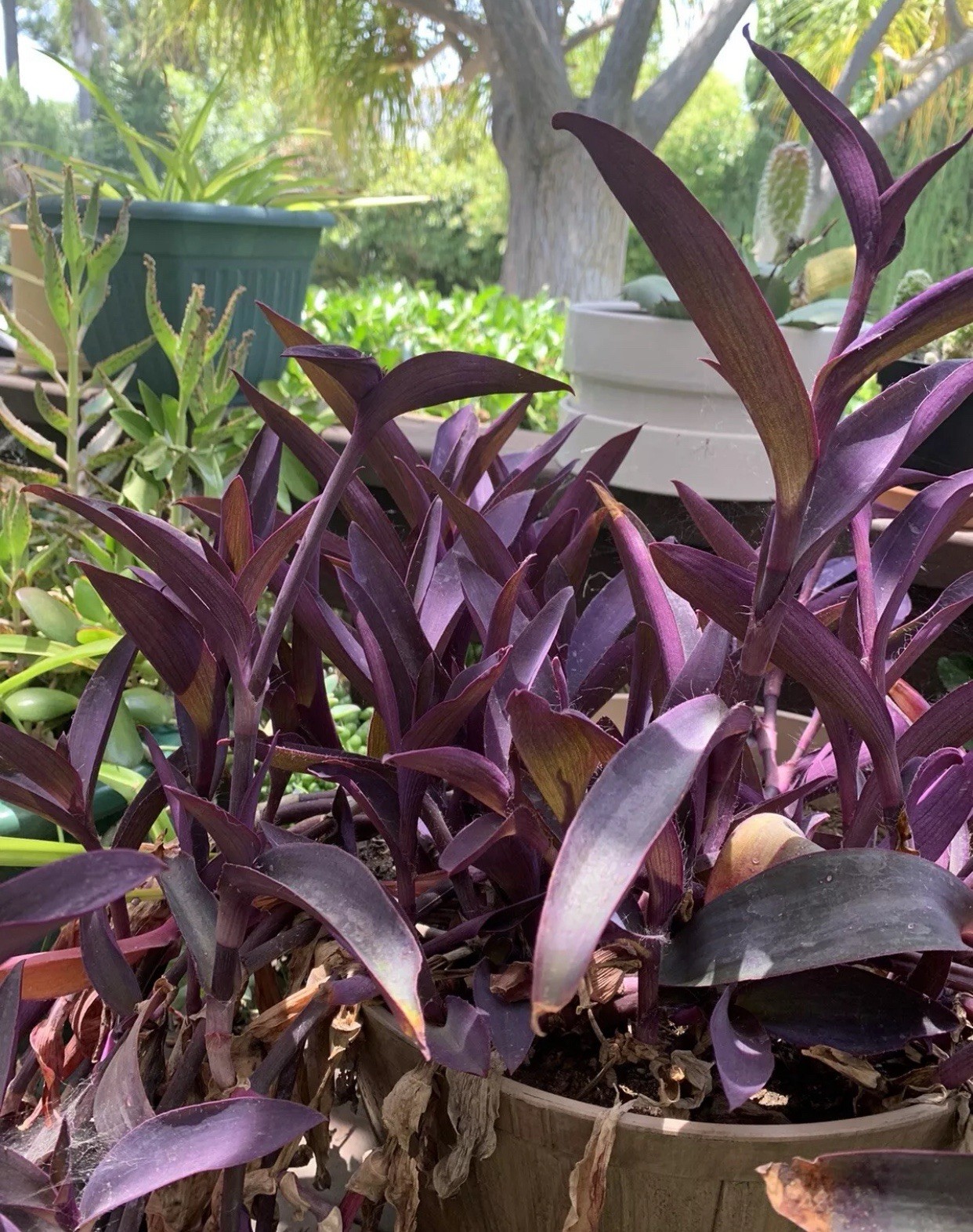2 Purple Heart, Elephant Bush X 5, And 3 Spider Plant Lot.