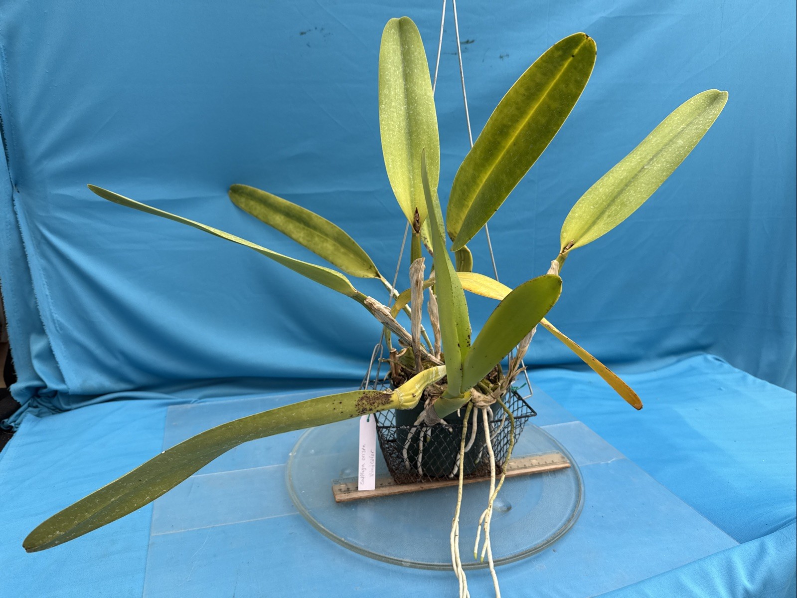 Cattleya crispa Vinicolor New Growth + Sheath Orchid Eros BS Species 9” Pot