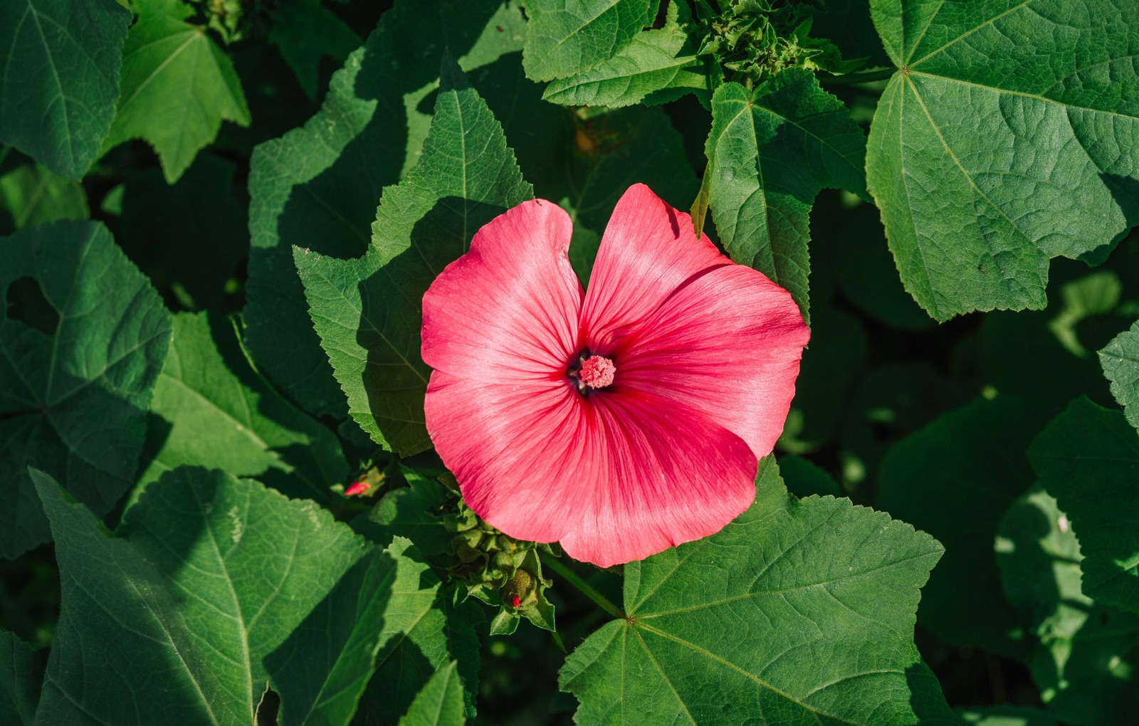200 ROSE MALLOW (Bush Mallow) Hibiscus Lavatera Trimestris Flower Seeds