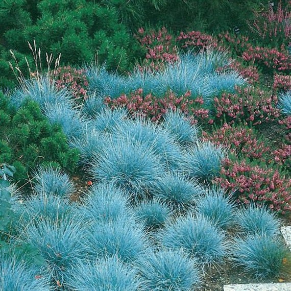 Festuca ovina glauca ELIJAH BLUE FESCUE GRASS Seeds!