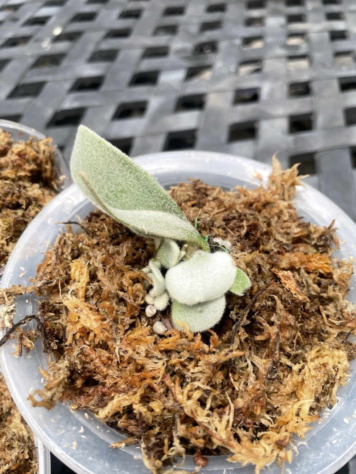Platycerium Pedro Tatsuta