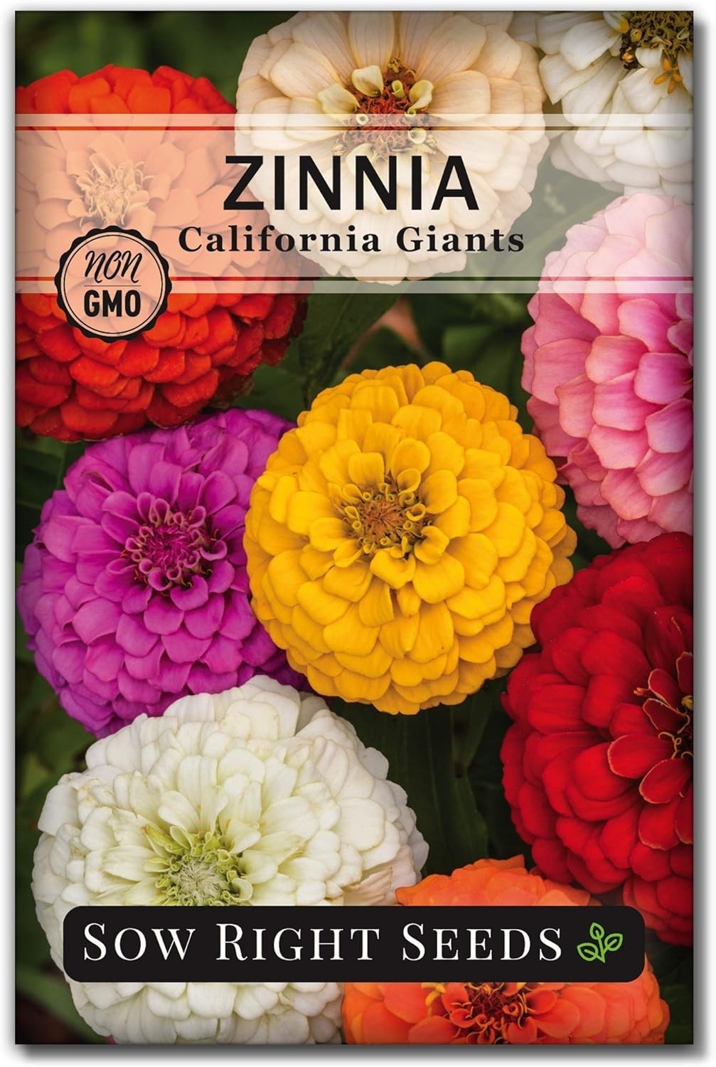 California Giant Zinnia Flower Seeds – Attract Pollinators with Fragrant Blooms