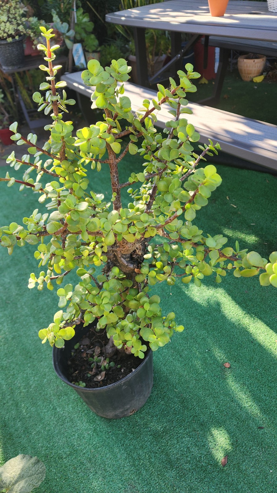 Large Portulacaria Afra 30″tall,Fat and Mature trunk,shipping bare roots.