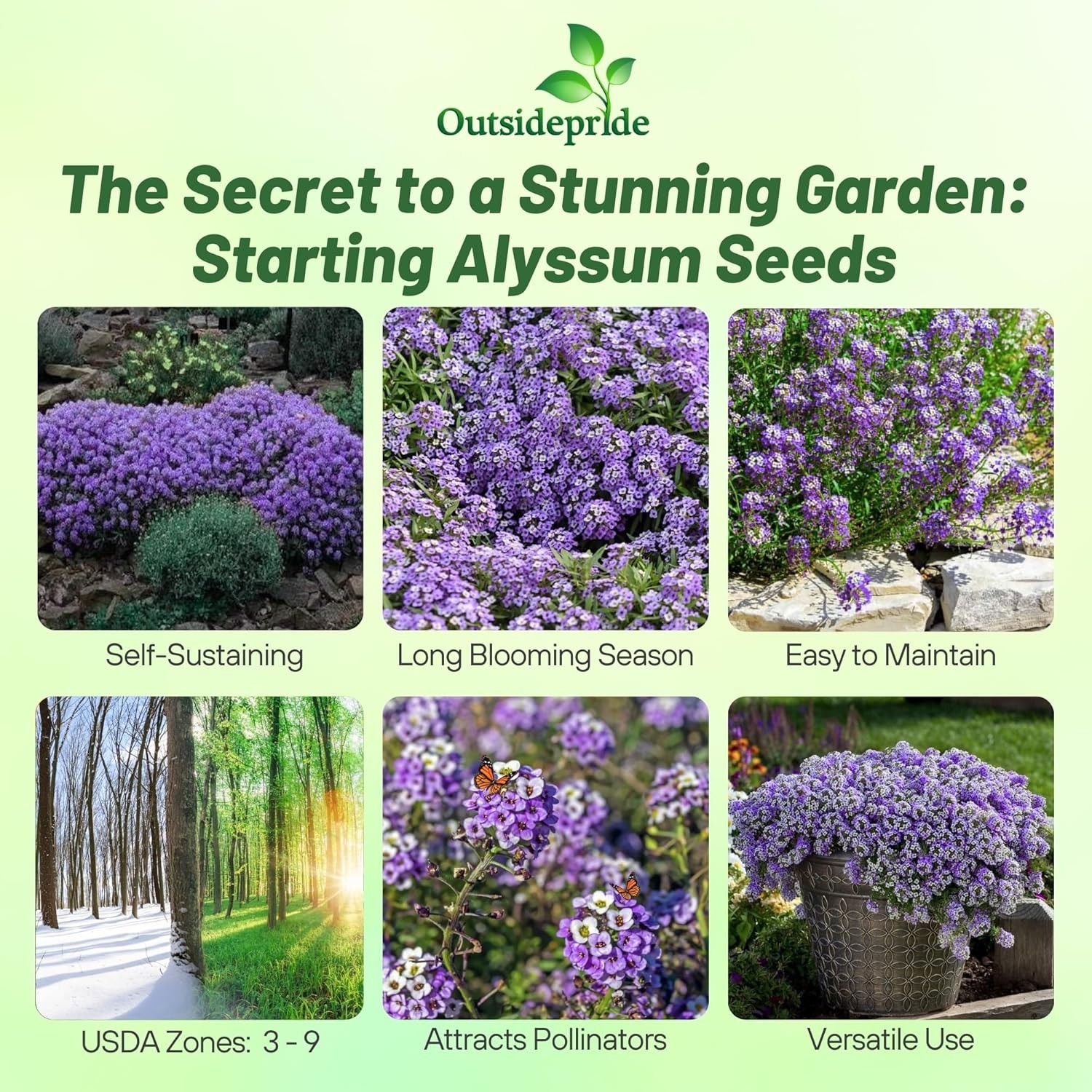 10000 Seeds Alyssum Violet Queen Drought Resistant Ground Cover Plant &