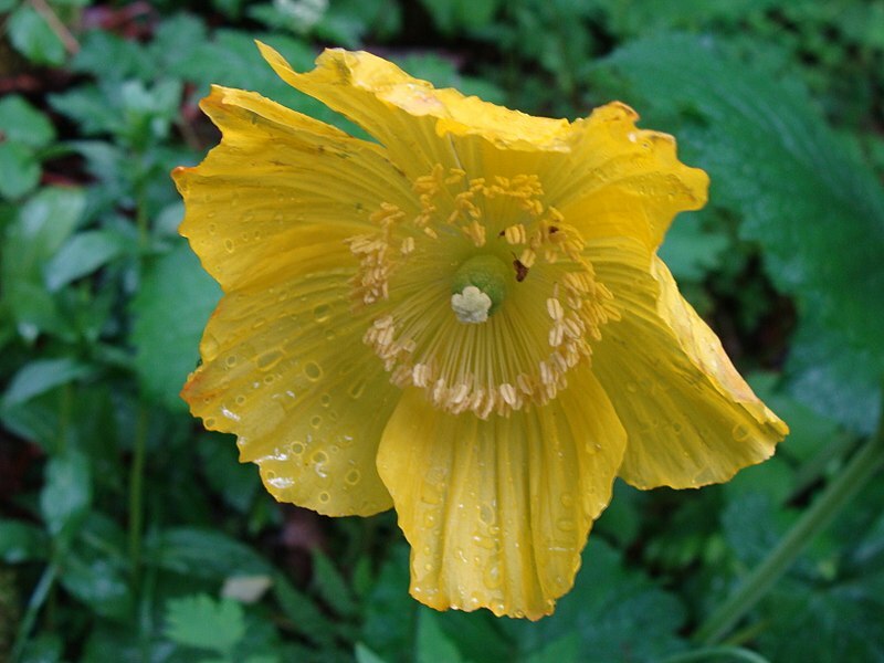WELSH POPPY, 154+ SEEDS, ORANGE OR YELLOW FLOWERS BLOOMING IN SHADE, USA SELLER