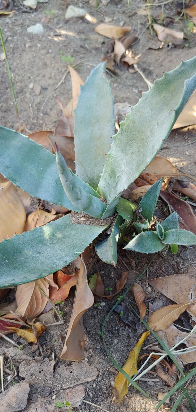 2 Live Plant Agave Succulent plant Bare Root (4 inches to 6 inches per each)