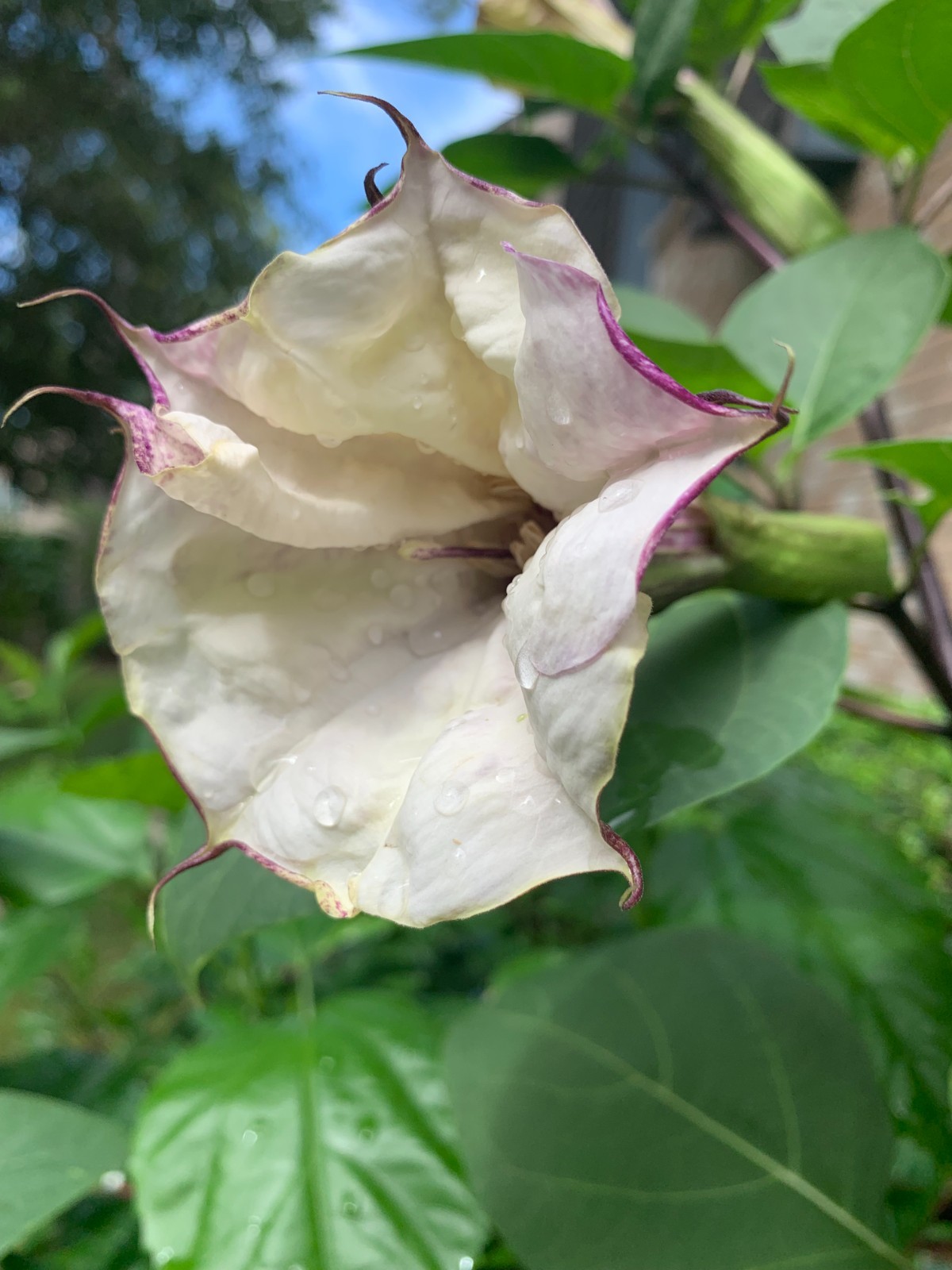 50+ Purple & White Angel Datura Trumpet Seeds – Rare Bi‑Color Blooms
