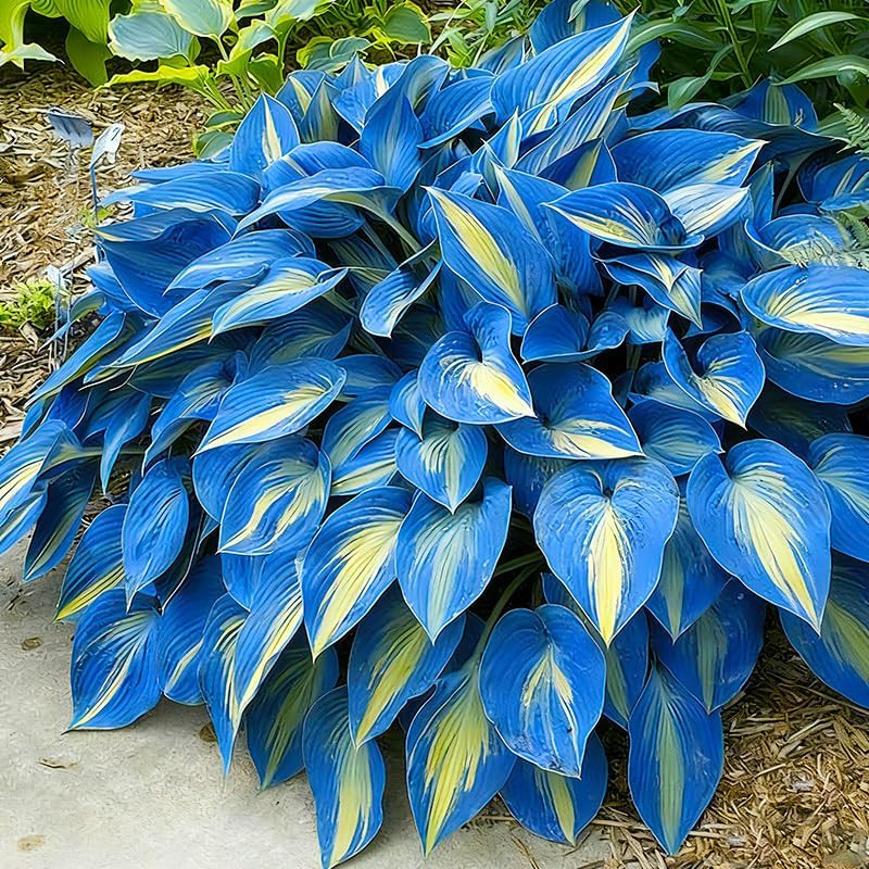 175Pcs Mix Hosta Seed for Planting-Non-Gmo Heirloom Plant Seeds Garden Outdoor