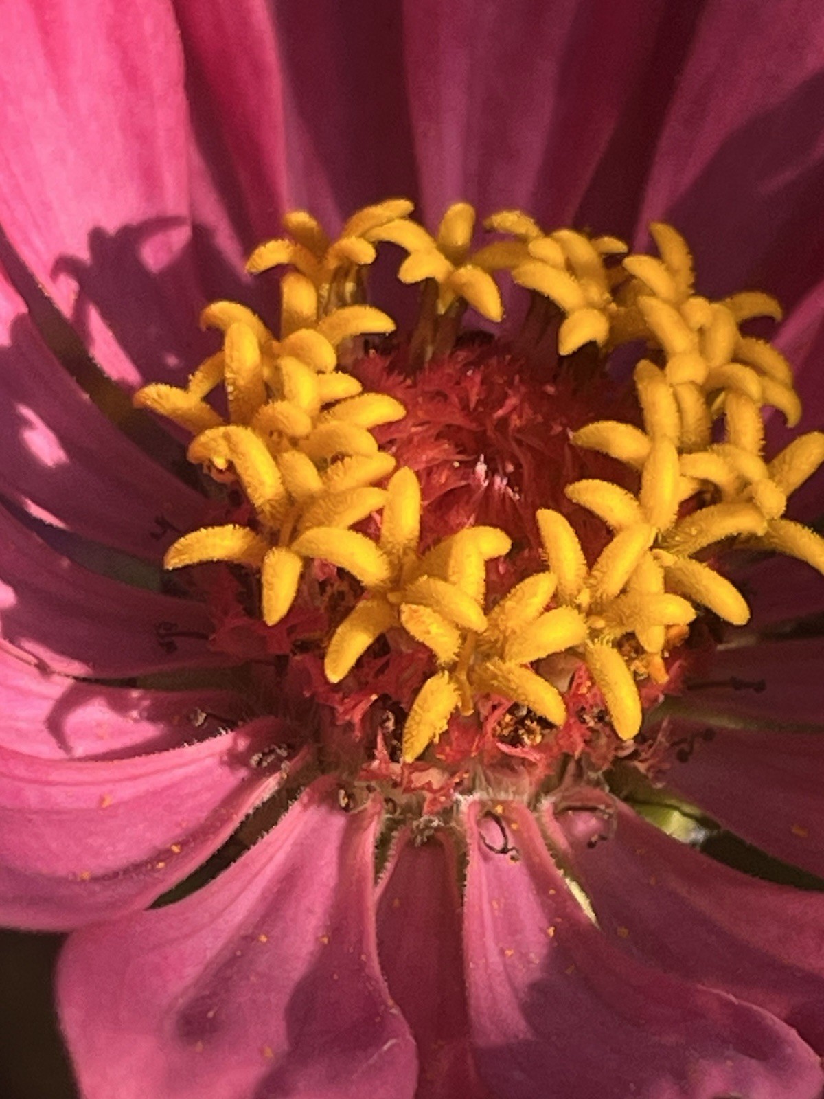 Garden Start Seed Variety Packs (PNW Native, Rare Exotic)