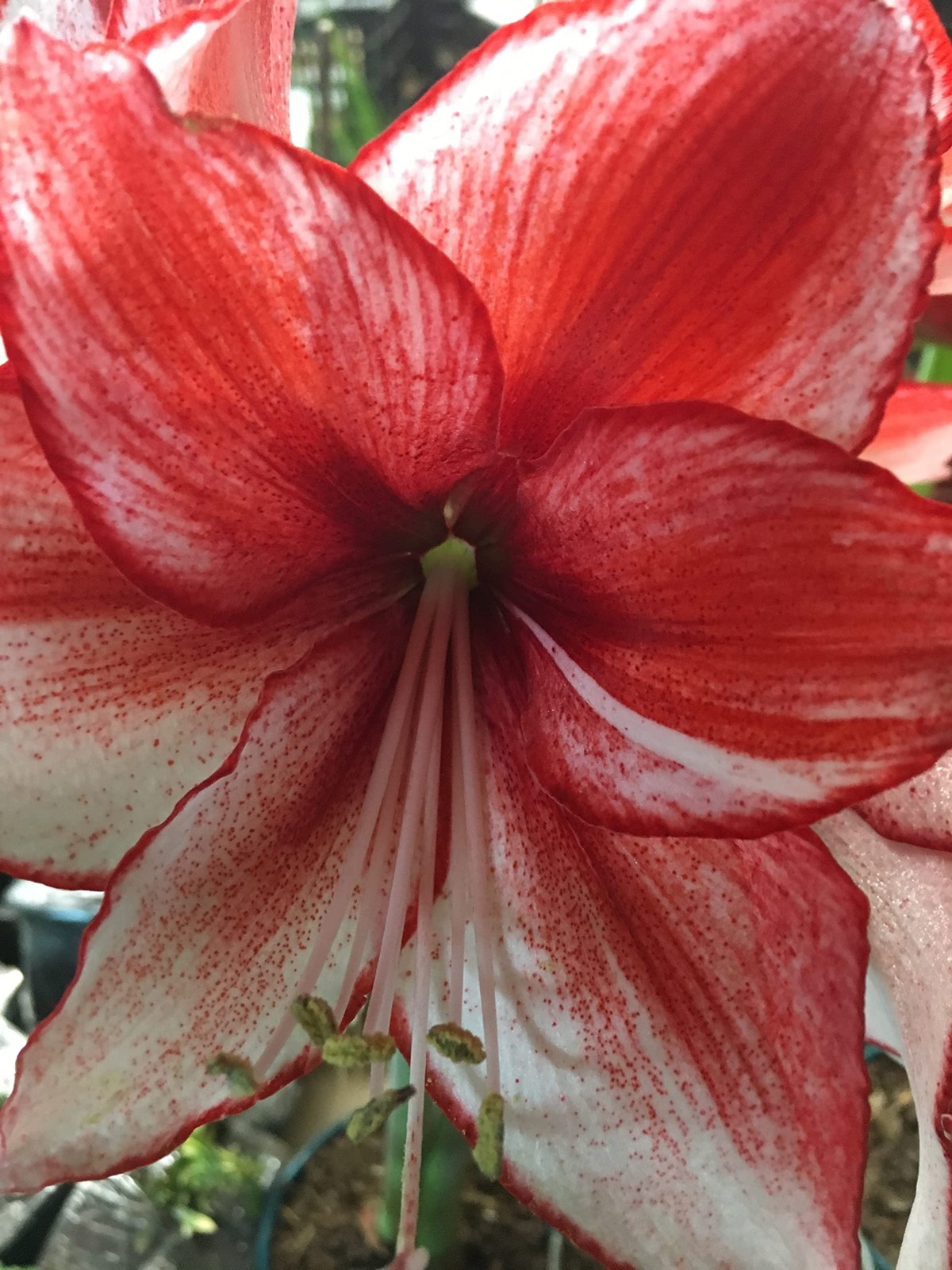 Daylily Nursery Charisma Amaryllis Bulb – Single Blooming Amaryllis