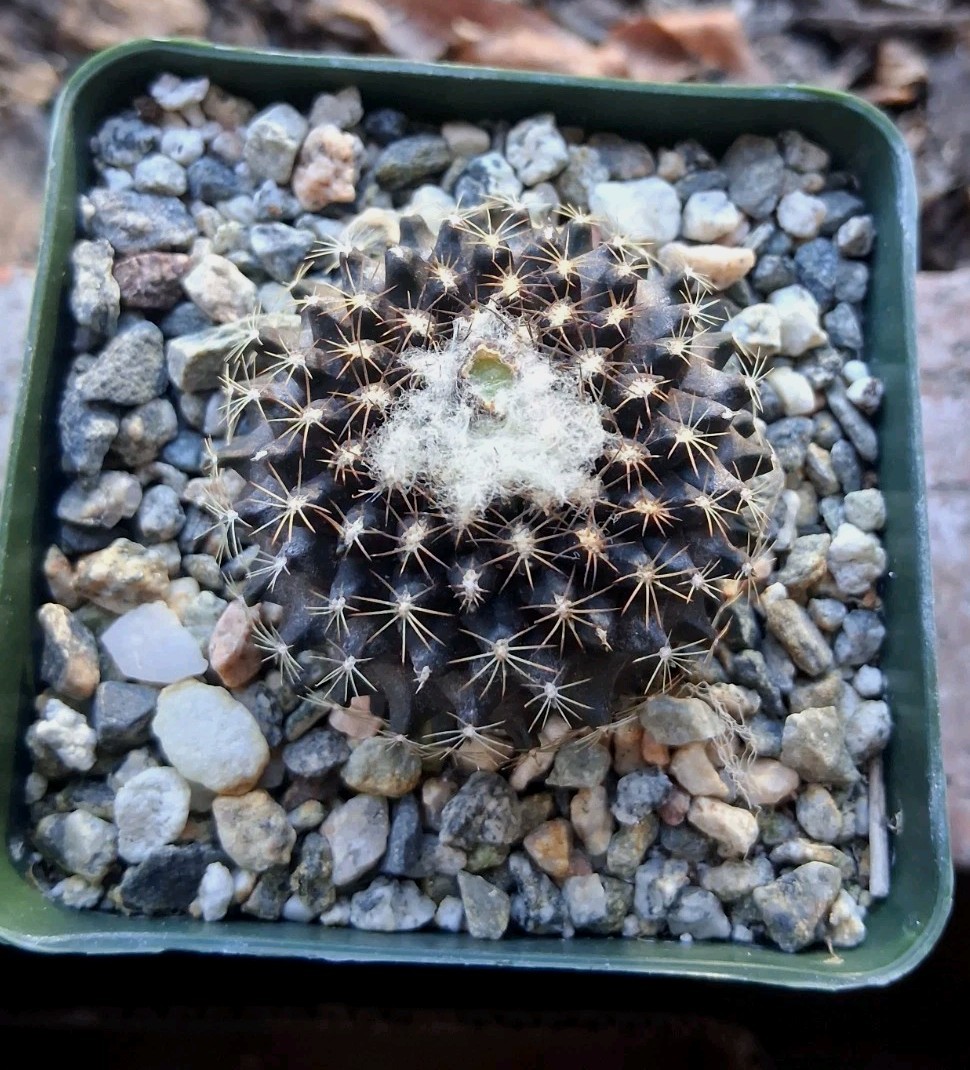 Copiapoa Tenuissima PURPLE Cactus Blooms Yellow Ships In 4″ Pot Just Beautiful