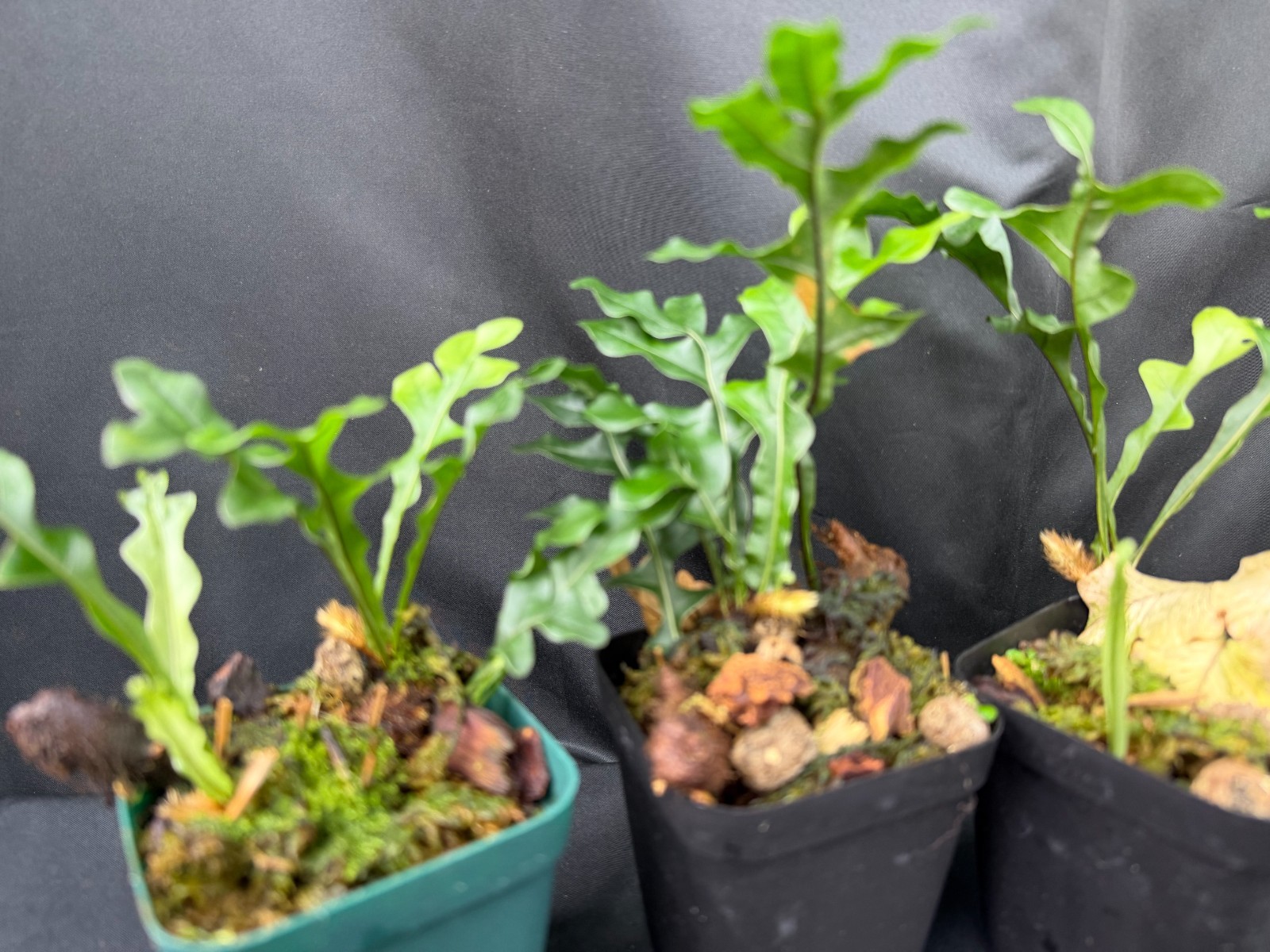DRYNARIA BONII ‘dark form’ Rare Tropical Fern PLANT not Staghorn Platycerium