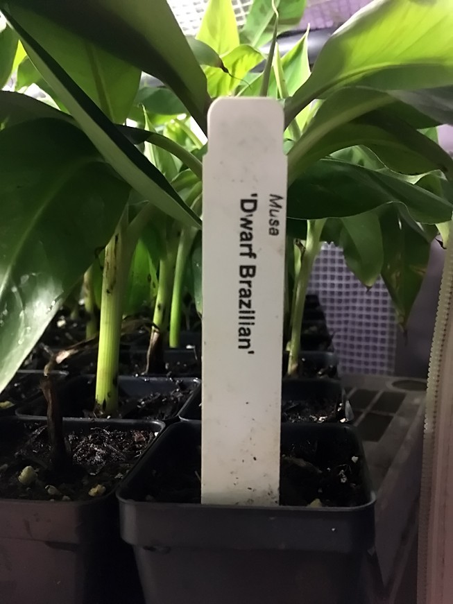 Dwarf Brazilian Banana Plant – Hawaiian Apple Banana – Live Plant