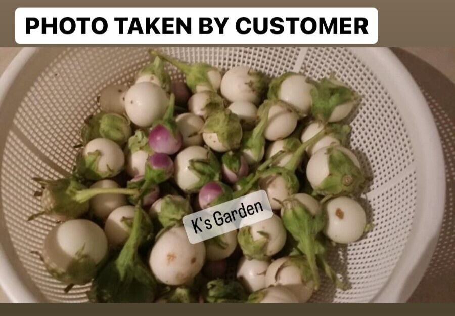 100+PCS WHITE ROUND EGGPLANT SEEDS, CÀ PHÁO TRẮNG