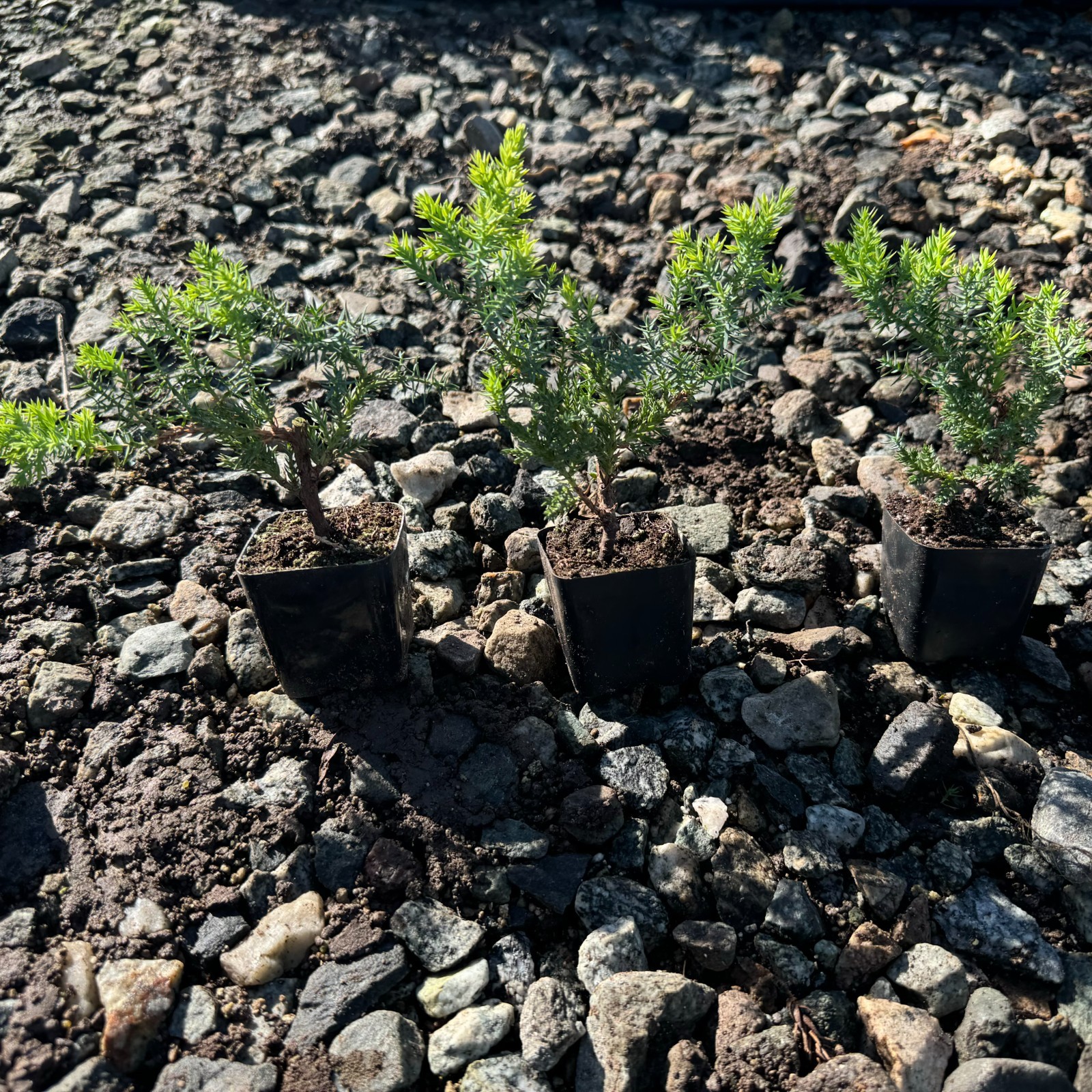 🌿 Live Juniper Bonsai Tree – 3 PACK- Perfect Zen Gift