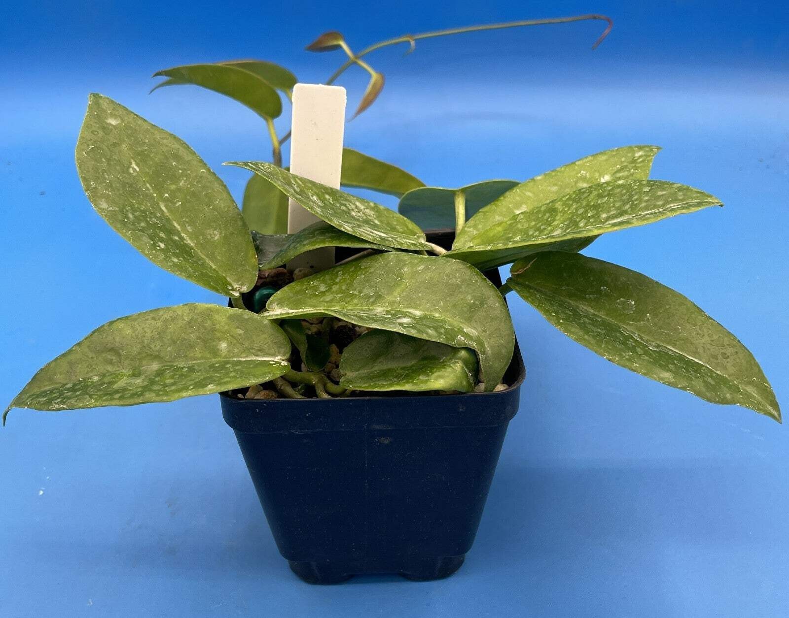 Hoya Archboldiana White Fully Rooted Grown In 3.5″ pot – SO HEALTHY!