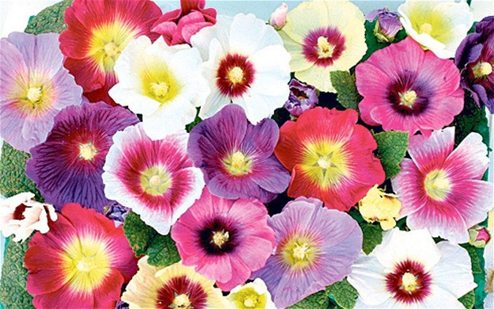 Hollyhock Mix Flower Seeds (50) Fifty Seeds. Free Shipping!