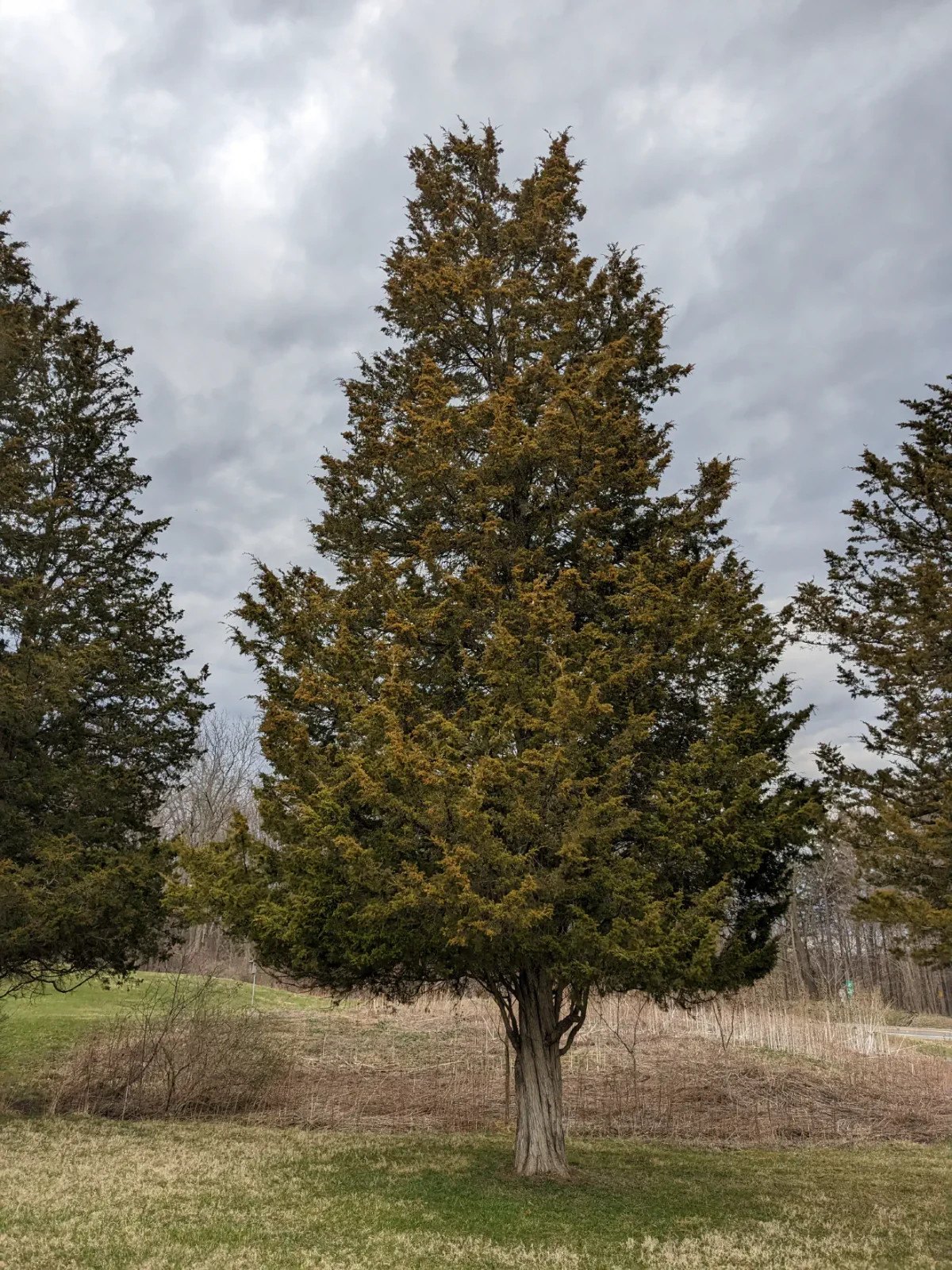 Juniperus virginiana (Eastern Red Cedar) 10 Unrooted Cuttings