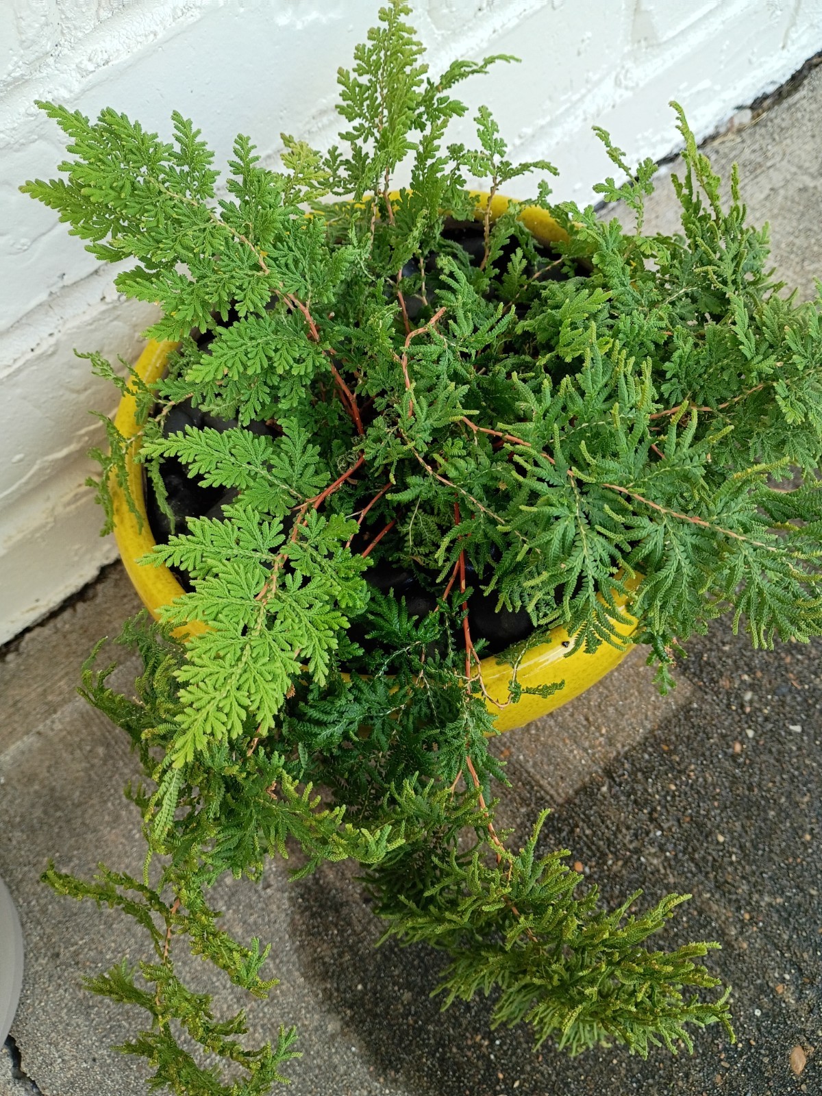 LARGE Living Fossil Selaginella braunii Arborvitae Fern Club Spike Moss Braun’s