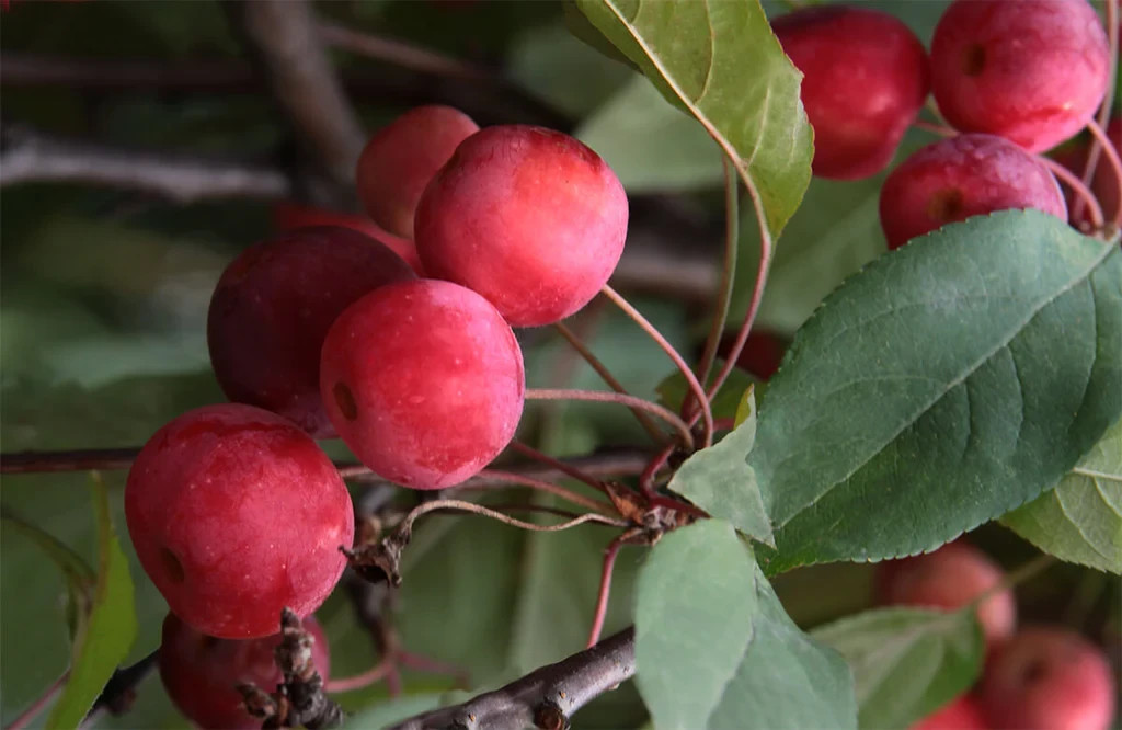 8-12” tall Dolgo Crabapple Apple Tree grafted potted