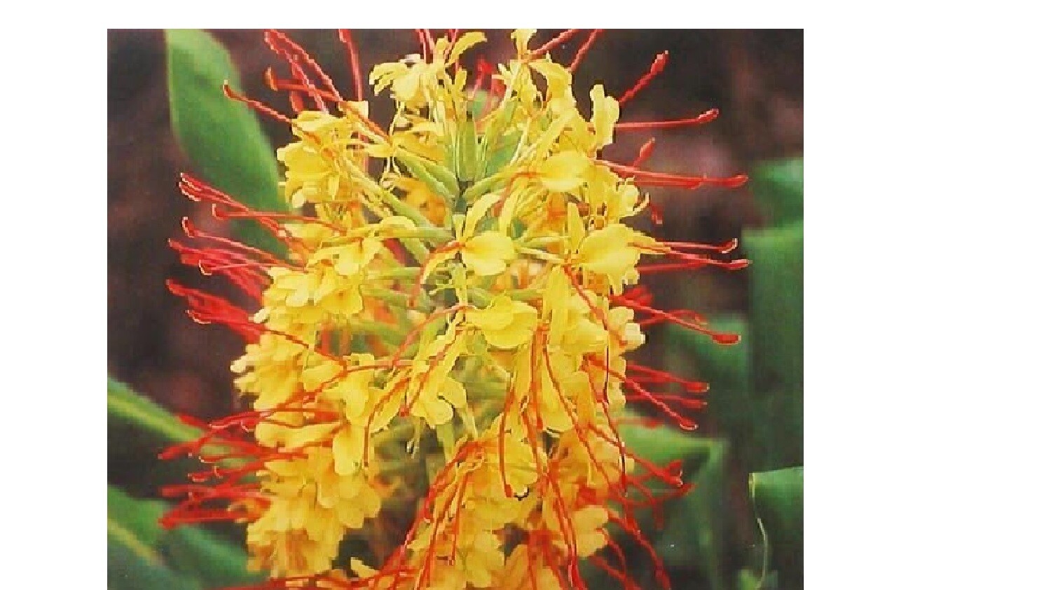 2 HAWAIIAN TROPICAL KAHILI YELLOW GINGER PLANT ROOTS – Fragrant Easy to Grow