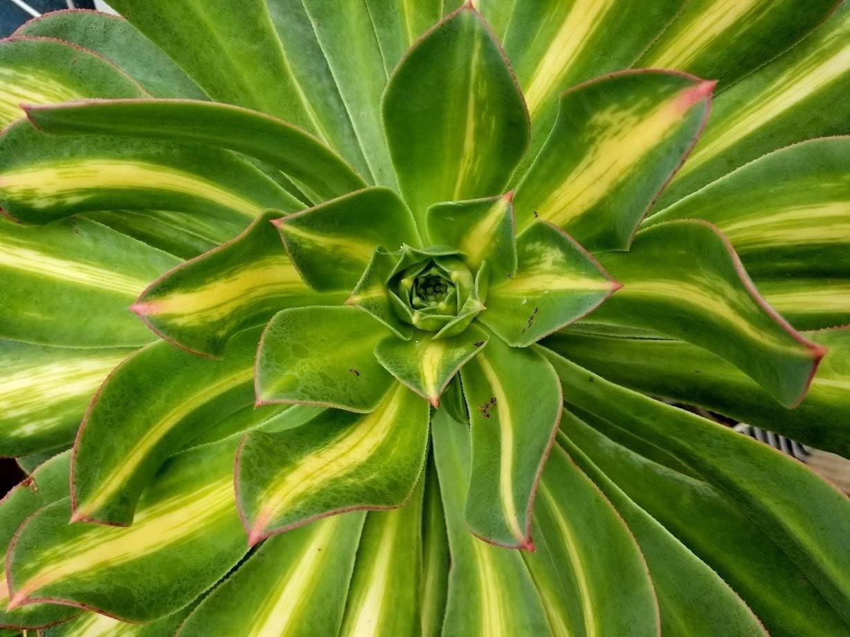 Succulent Potting Soil with Natural Fertilizer