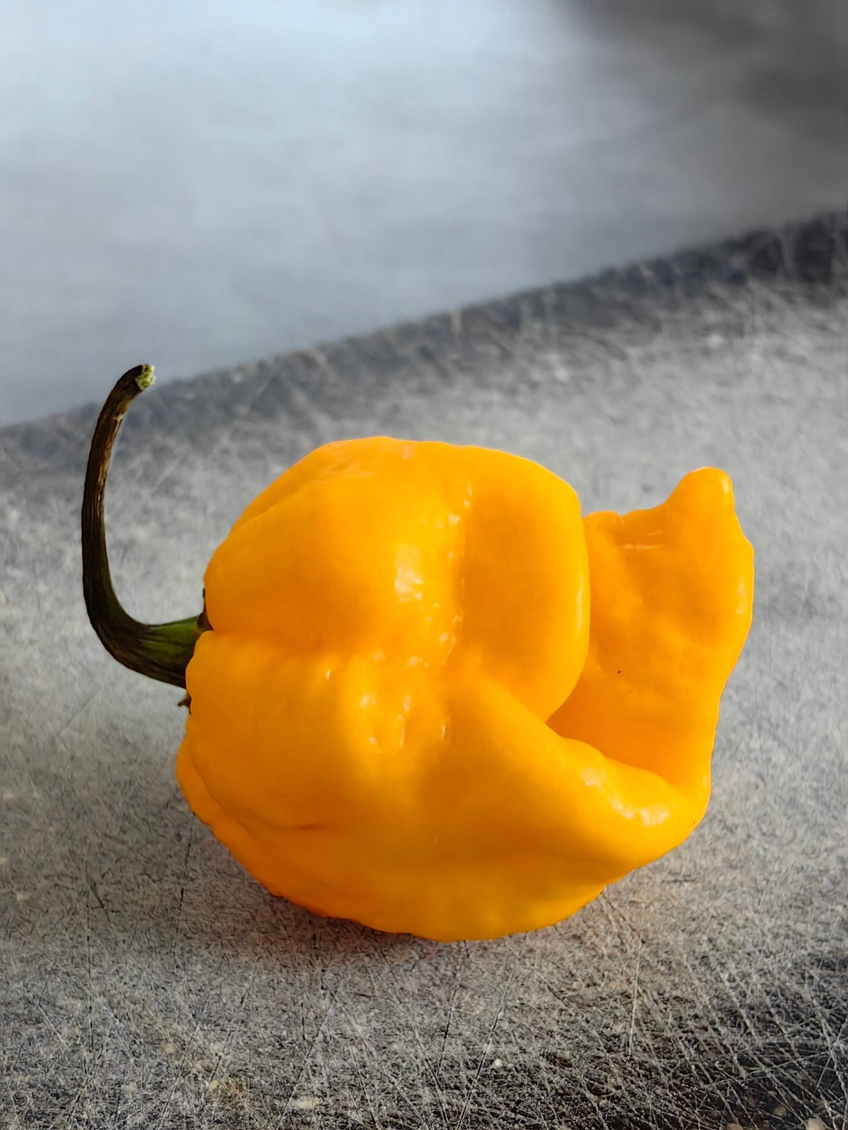 10 Yellow CAROLINA REAPER PEPPER World’s Hottest Capsicum Chinense Chili Seeds