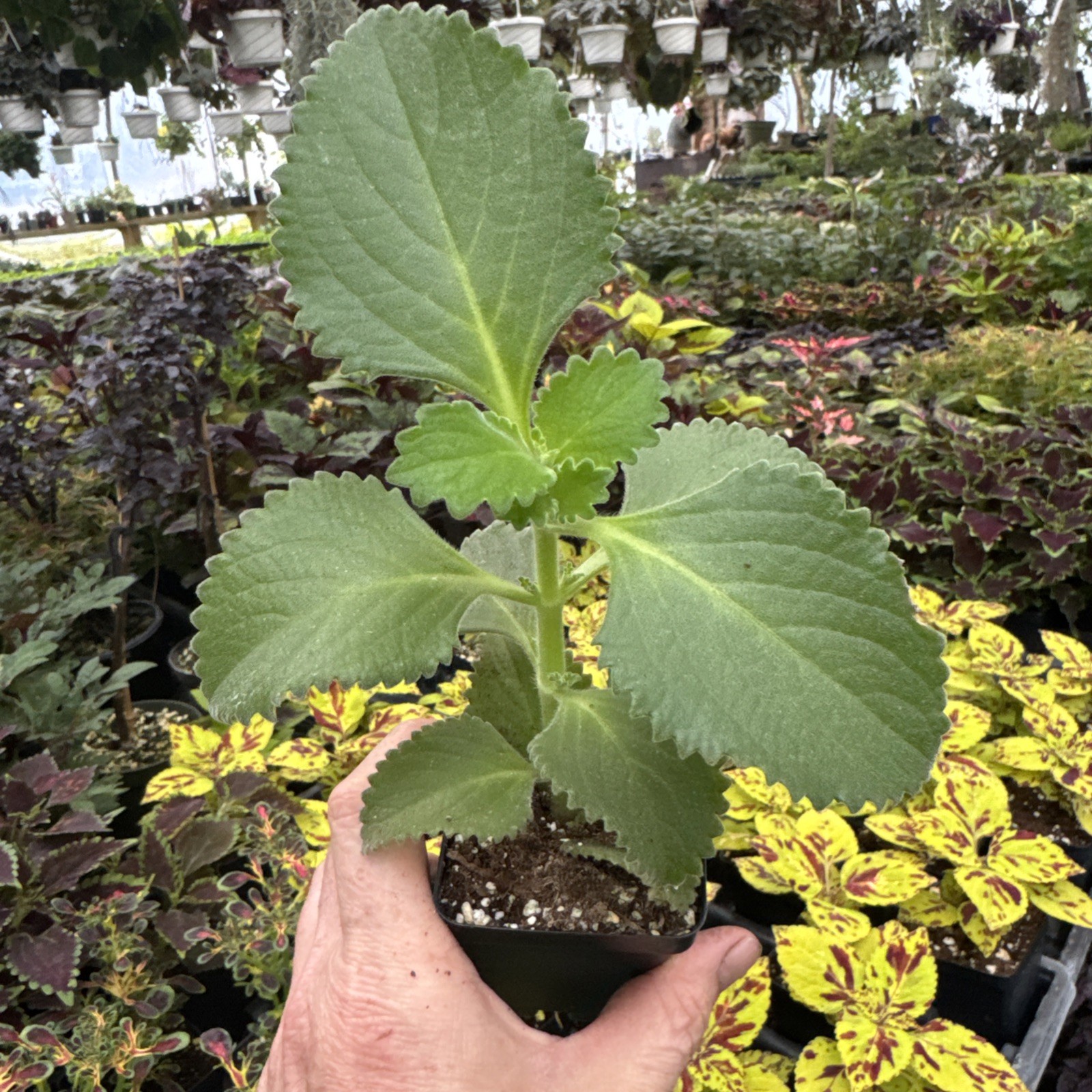 Cuban Oregano- Plectranthus amboinicus