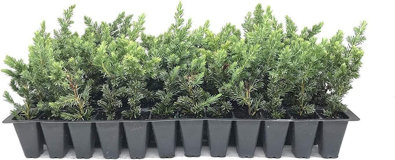 Juniper Blue Pacific | Live Plants | Hardy Drought Tolerant Evergreen Ground…