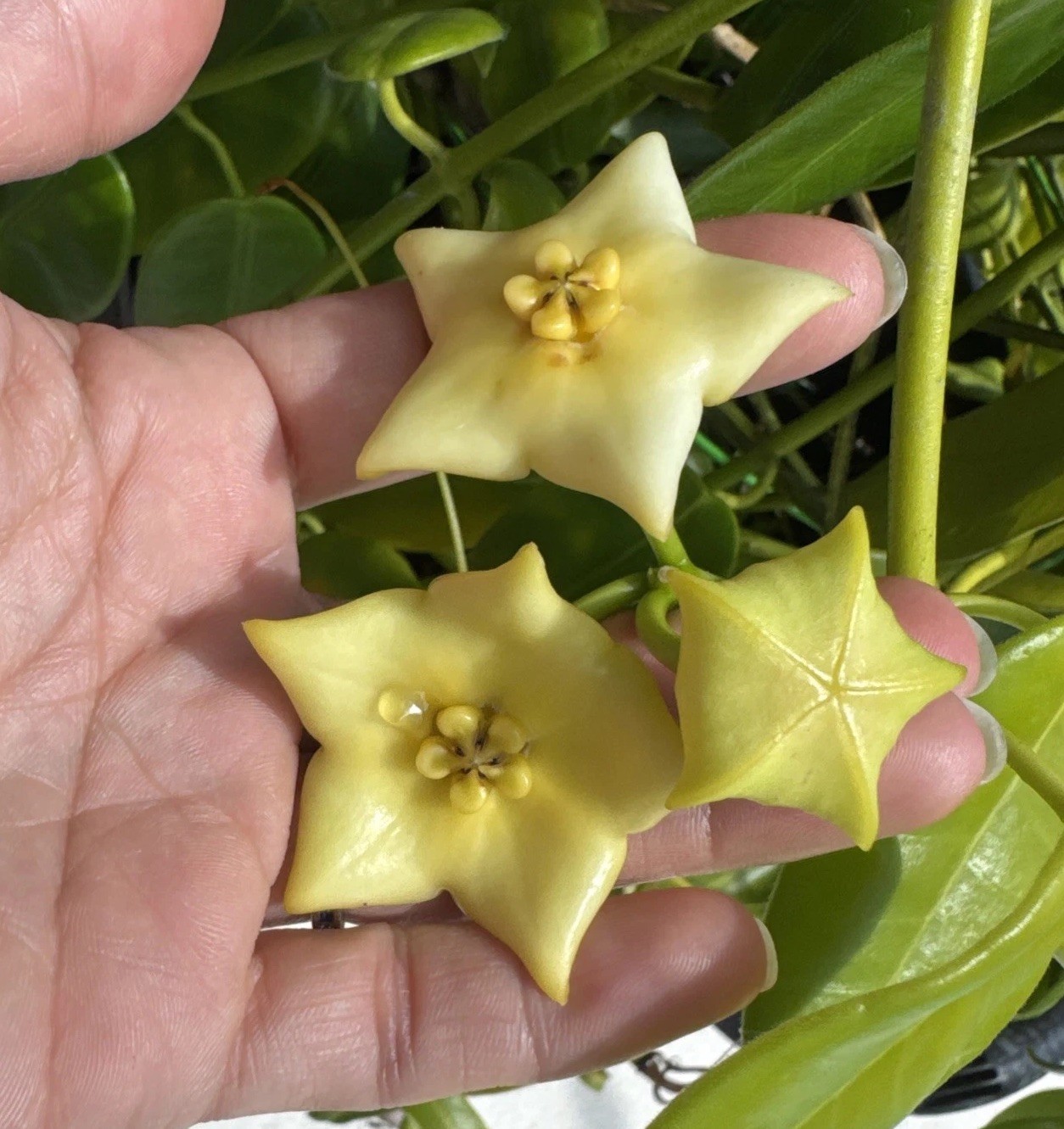 Rare Gold star Hoya Cutting 11” Multiple Nodes Ships From US