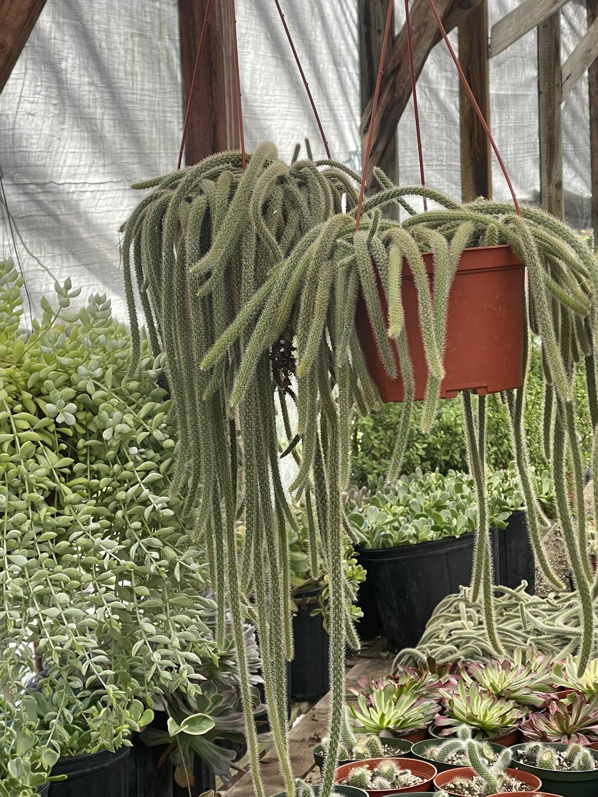 RAT TAIL CACTUS 6-INCH POT HANGING