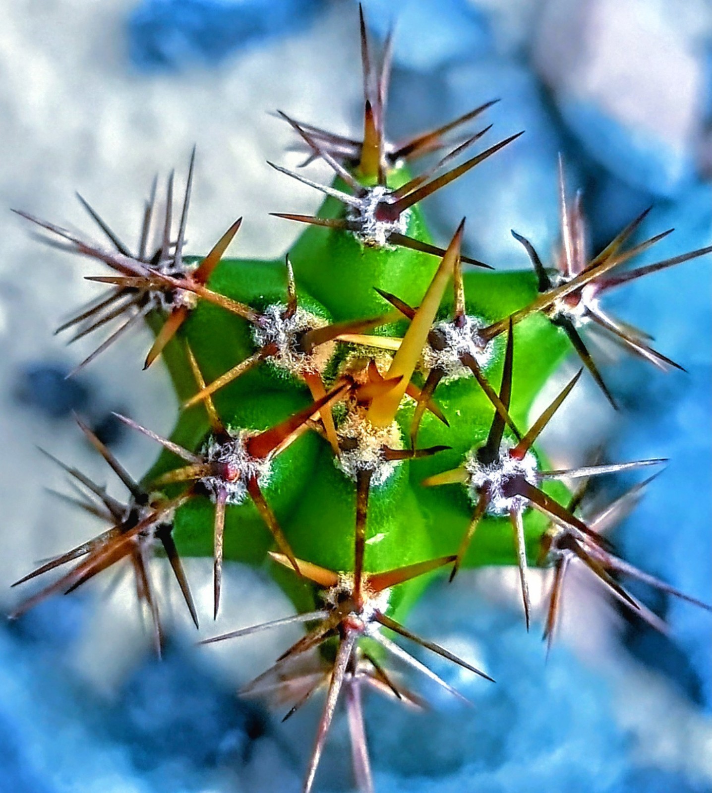 Echinopsis Rare Seed Grown Yearling packs of 5 for 20$?Cultivars In Description