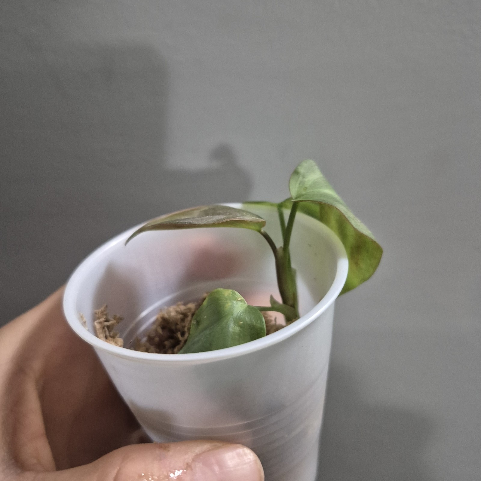 Philodendron Camposportoanum Rooted Plant Rare Plant 2.5 Inch