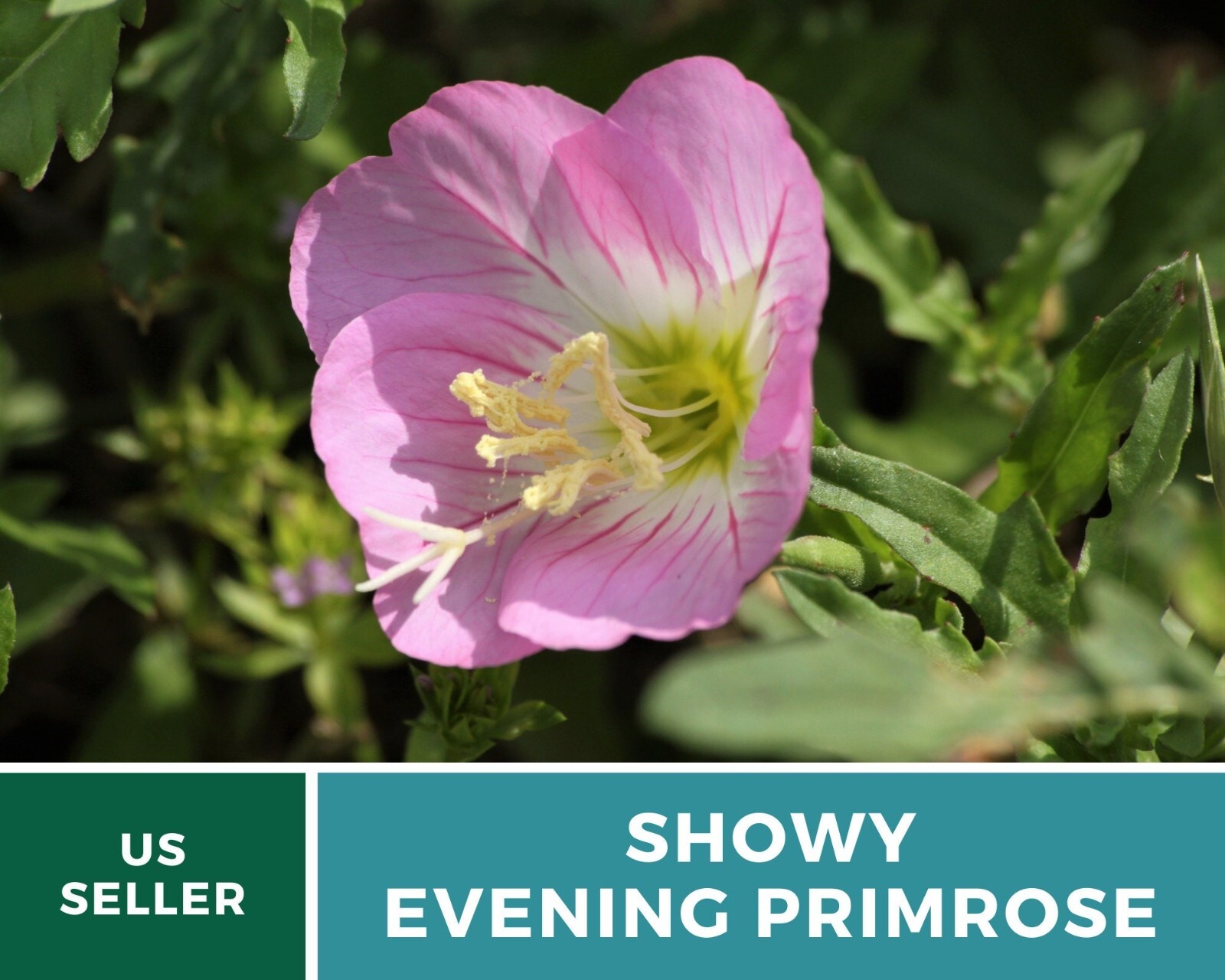 Evening Primrose, Showy (Pink Ladies) – Heirloom Seeds – Medicinal Flower – GMO