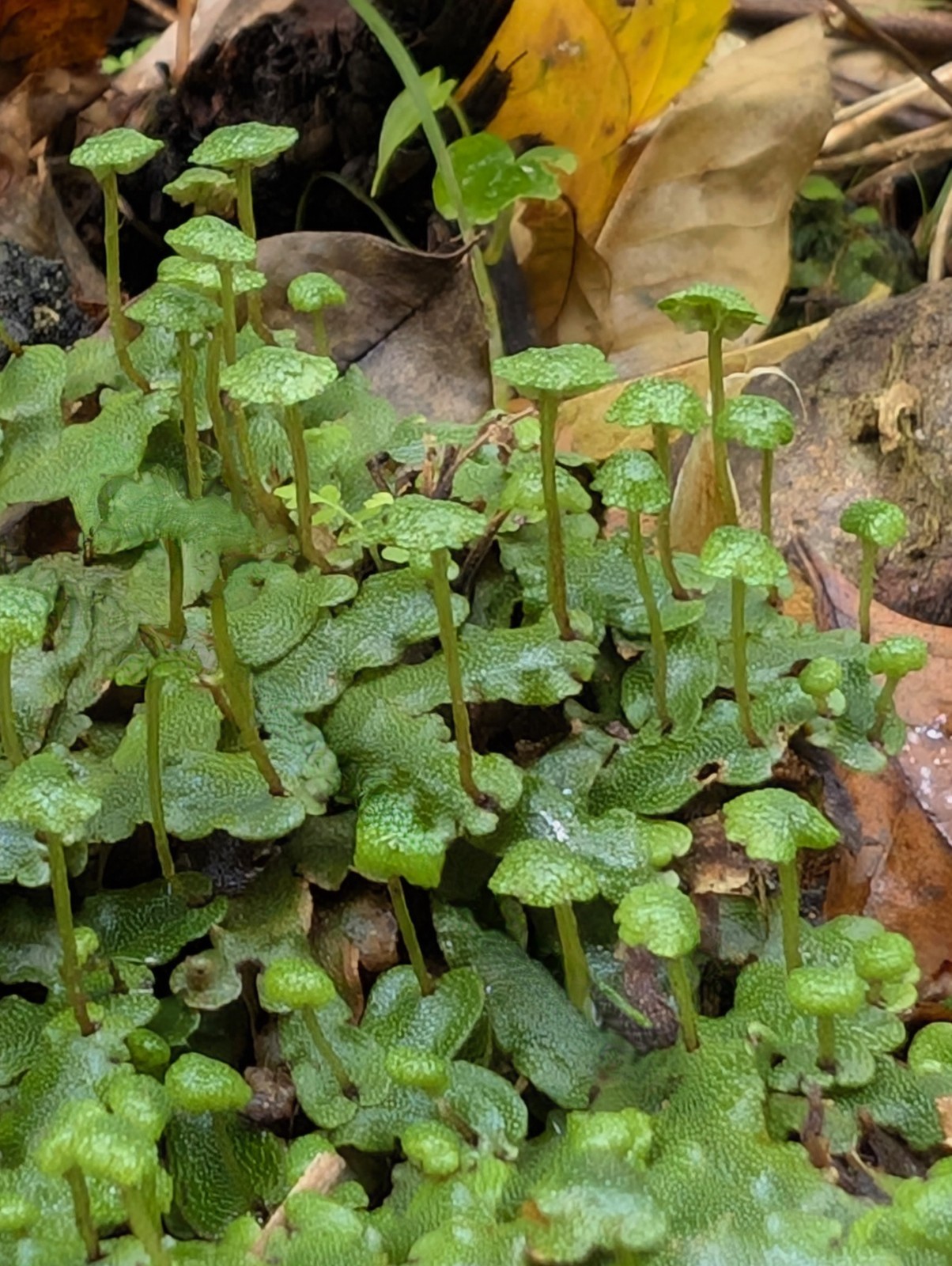 x3 Live Rare Bare Plants : 3″ inch : Marchantia Liverwort rainforest groundcover