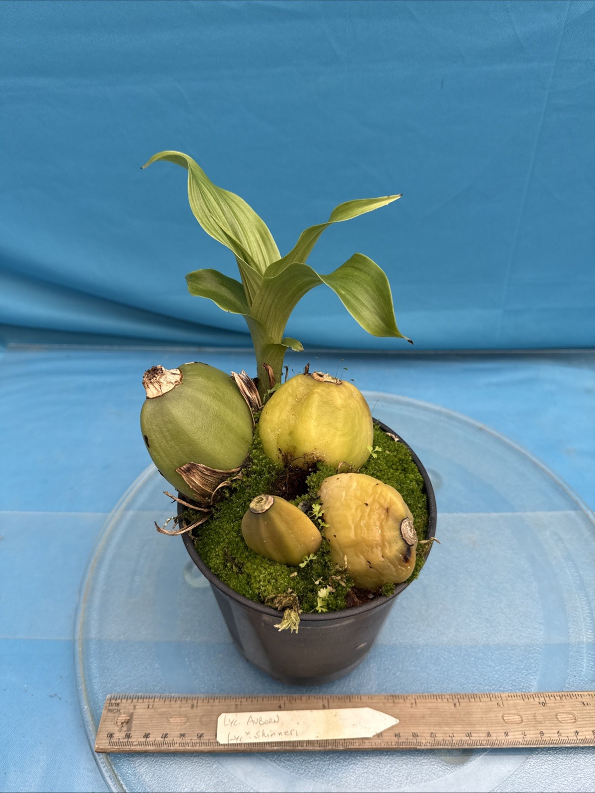 Lycaste Auburn X skinneri Pink White Red Exact BS New Growth Orchid 5.5” Pot