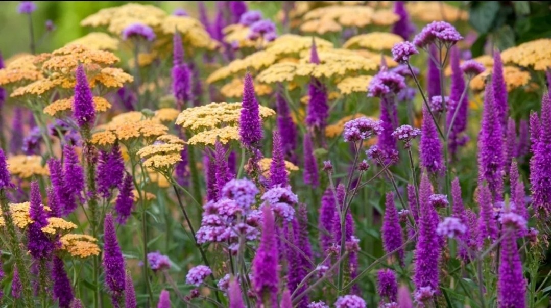 Live Moonshine Achillea Plant Yarrow Perennial Live Plant Medicinal Easy To Grow