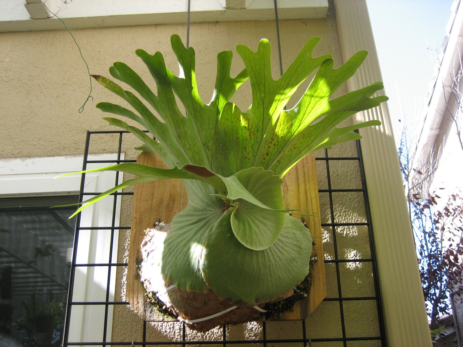 Staghorn Fern – P. Superbum – Platycerium