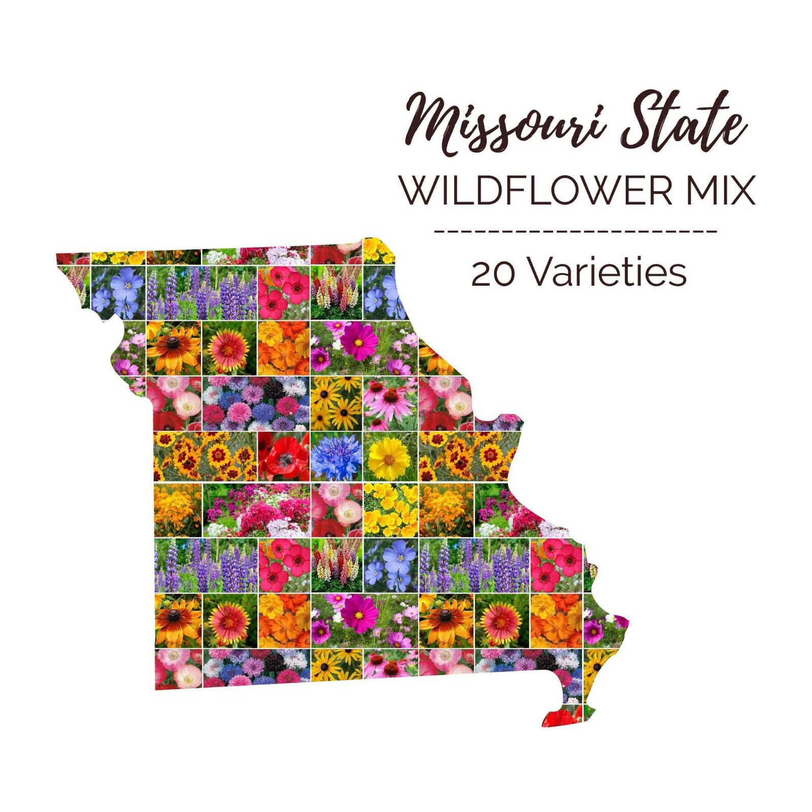 Wildflower MISSOURI State Flower Mix Perennials Annuals USA Non-GMO 1000 Seeds