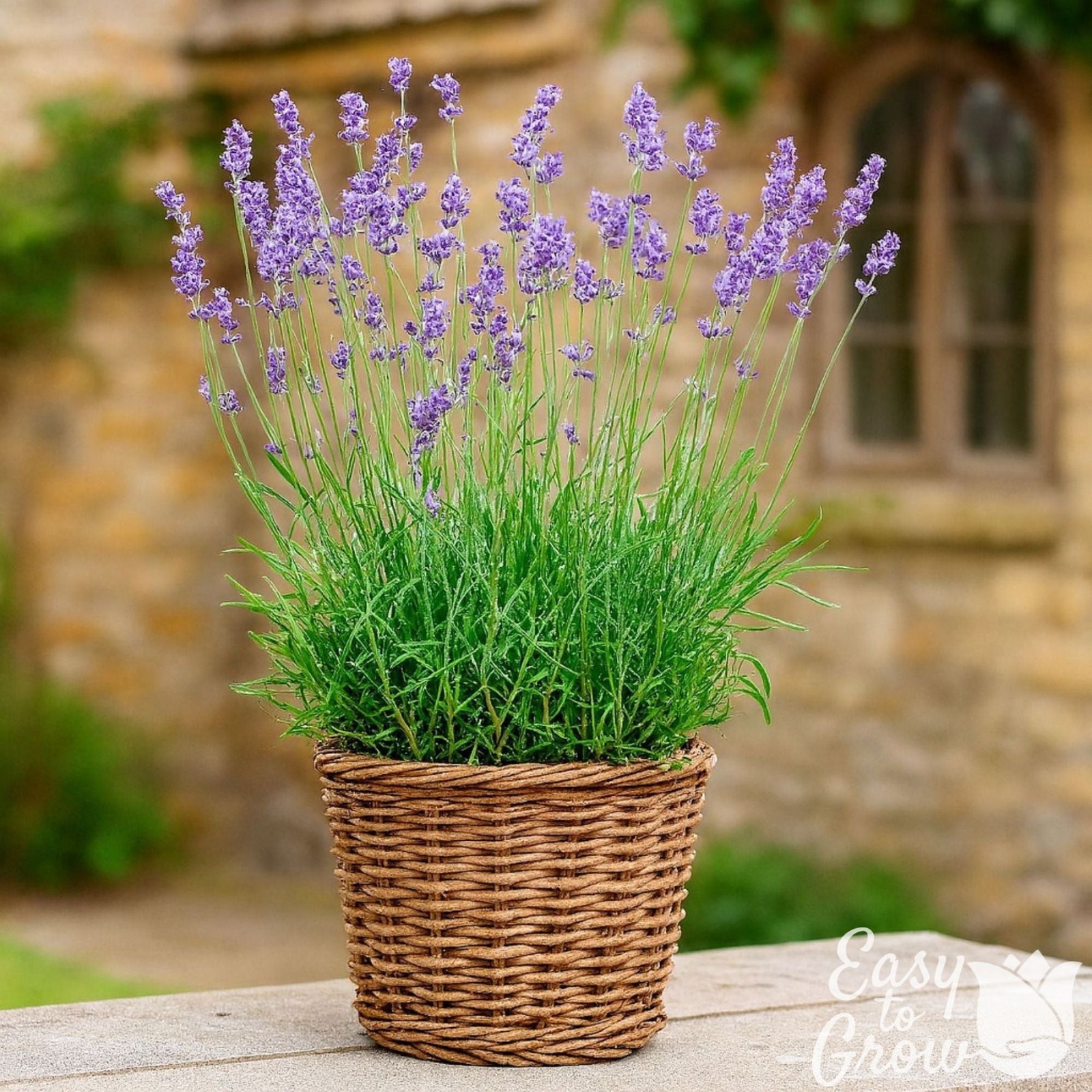 Lavender Munstead 2 Potted Plant Rooted in Quart Pots, Easy to Grow