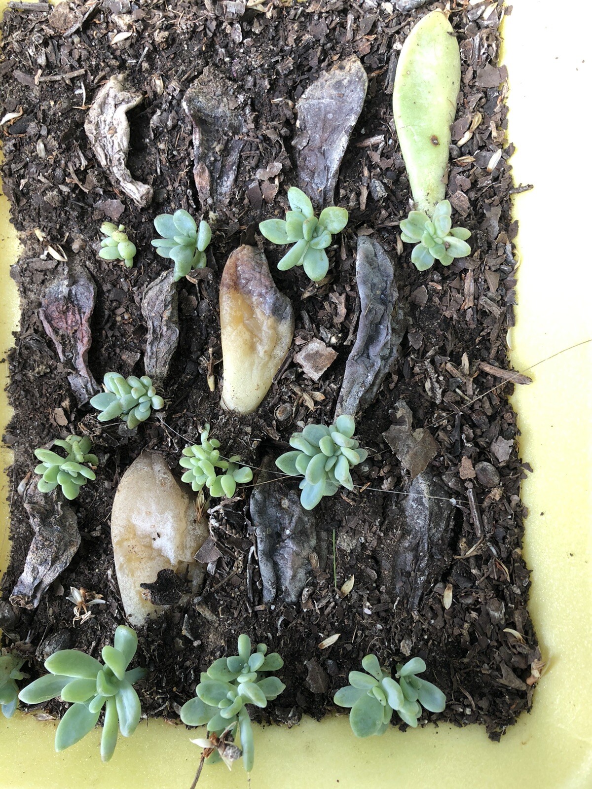 50 Color Succulent Leaf More Than 30 Diffirent Type