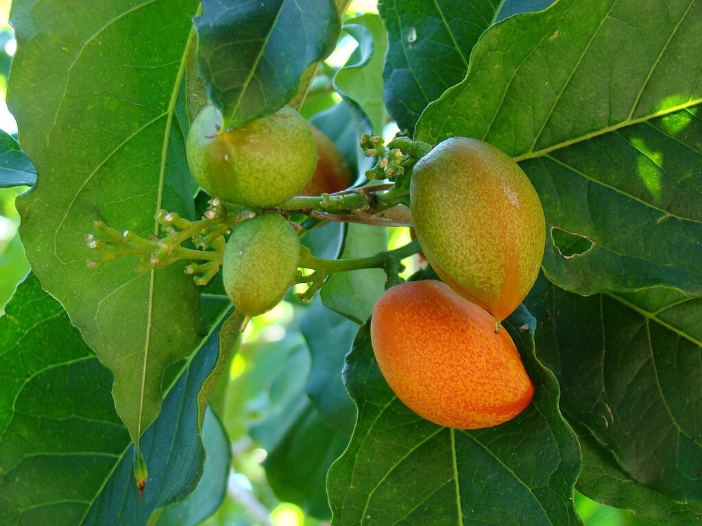 PEANUT BUTTER TREE/RARE FRUIT TREE (BUNCHOSIA GLANDULIFERA) 8-12 INCHES TALL
