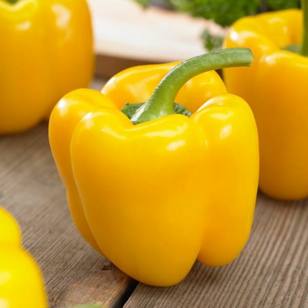 Sunbright Yellow Sweet pepper seeds NON-GMO big flavor KITCHEN MULTI TASKER