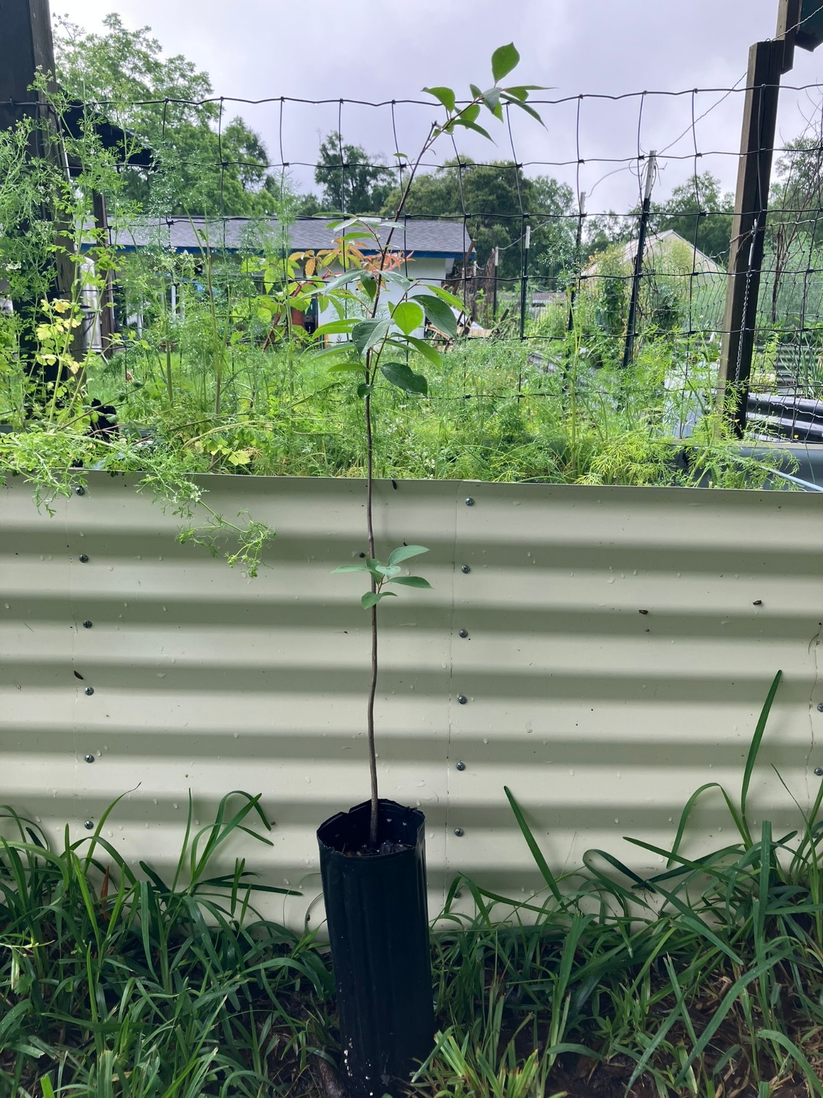 Fuyu Persimmon Trees
