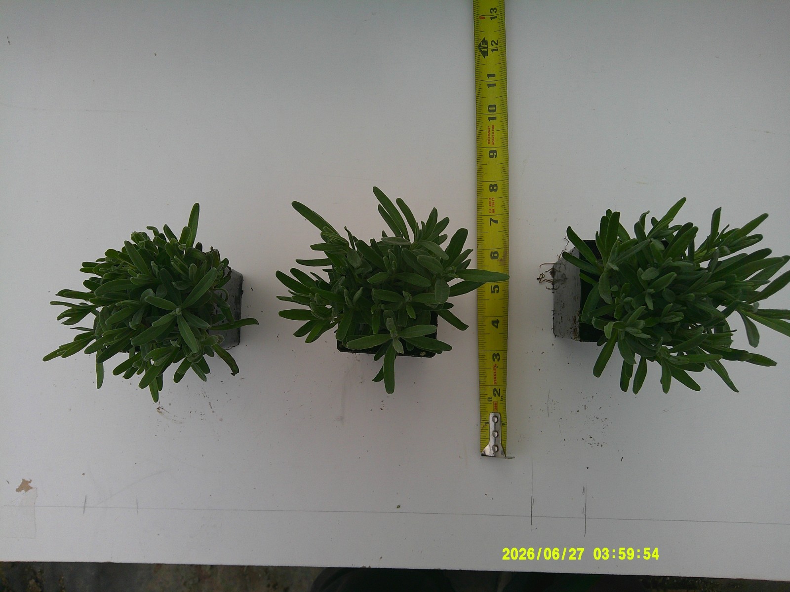 LAVANDULA AUGUSTIFOLIA “HIDCOTE”-10 LIVE PLANTS W/FREE SHIPPING!