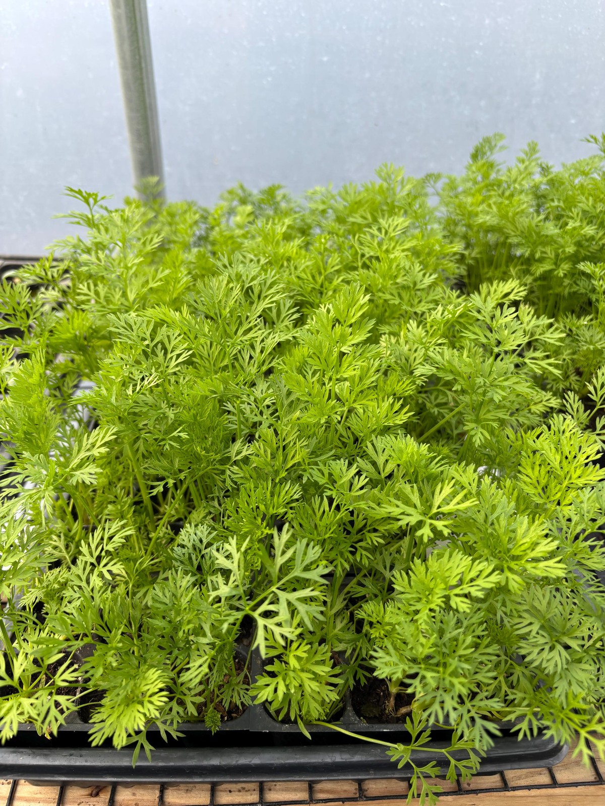 Carrot Live Plant – Seedlings/Plugs and Plants – 3″- 12″ tall – 30-60+ days old