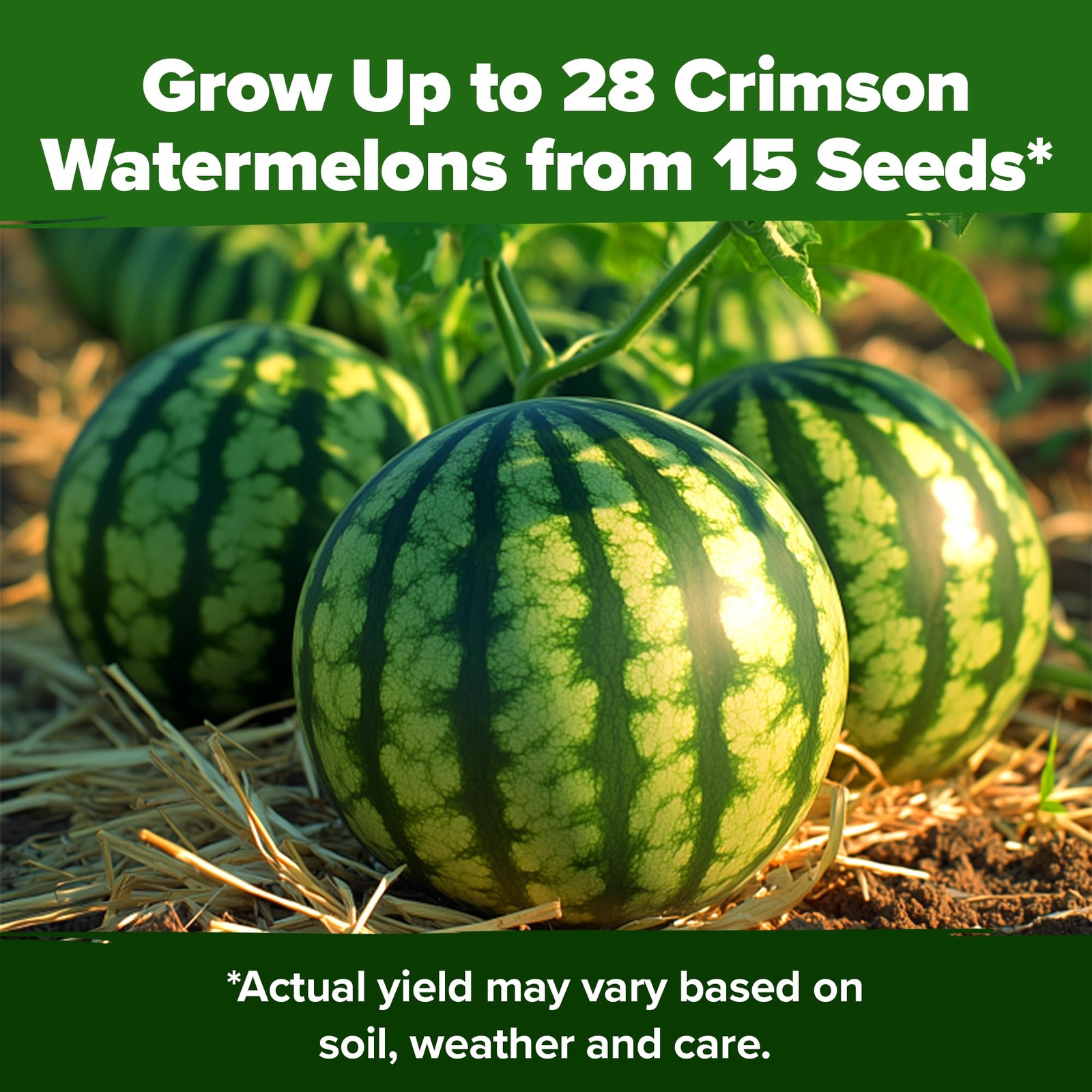 Organic Watermelon Seeds Non-GMO Heirloom for Home Gardens – Citrullus lanatus