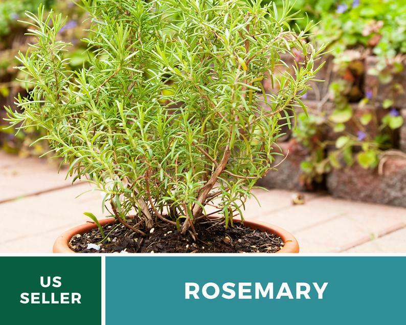 Rosemary – 50 Seeds – Medicinal & Culinary Herb – GMO Free